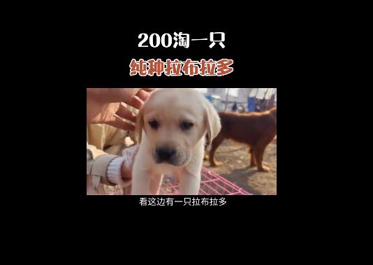 抖音快手卖猫狗，0门槛，月销30万！-侠客资源